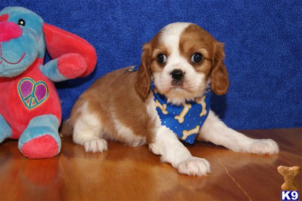 Cavalier King Charles Spaniel Puppies